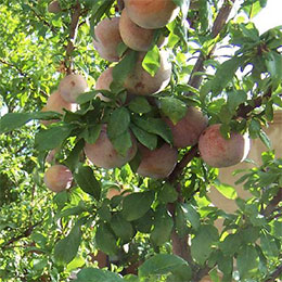 Albaricoque-Ciruela Pluot 'Dapple Dandy'